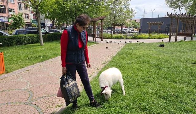 'Boncuk' ismini verdiği kuzu, çocuğu gibi peşinden ayrılmıyor...