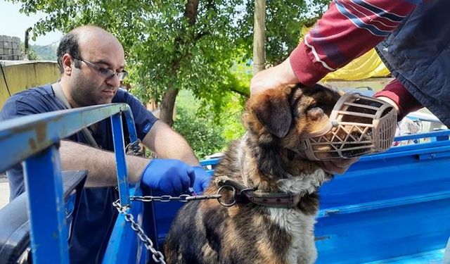 Zonguldak'da köpekler artık mikroçipli...