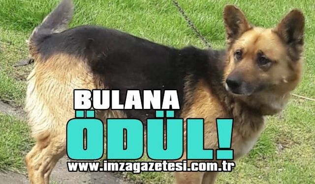 Çaycuma ilçesinde Alman kurdu 'Oscar' kayıp! Bulana para ödülü verecek...