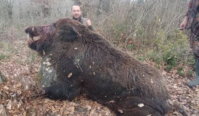 Çaycuma'da 400 kiloluk domuz vuruldu...