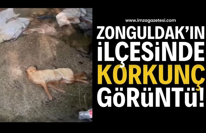 Zonguldak'ın İlçesinde Korkunç Görüntü: Skandal İddia! | Zonguldak haber