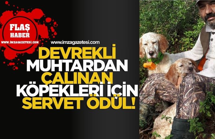 Devrekli Muhtardan Çalınan Köpekleri İçin Servet Ödül!