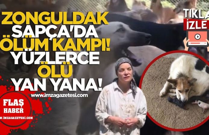 Zonguldak Sapça'da ölüm kampı! Yüzlerce ölü yan yana!