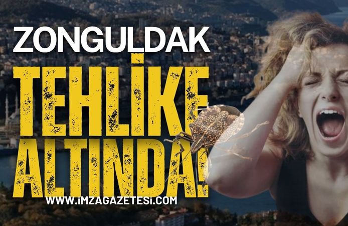 Zonguldak Tehlike Altında: Kahverengi Kokarca Böcek