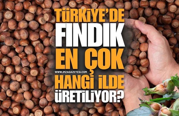 Türkiye'de Fındık En Çok Hangi İlde Üretiliyor?