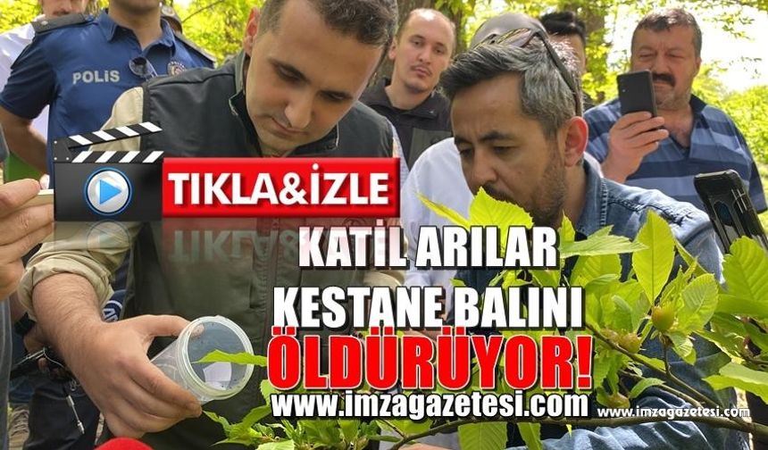 Kestane balı tehlikede! Terminatör böcekler katil arılara karşı!