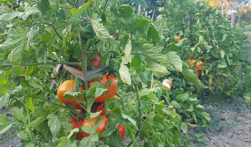 Maniye üreticisi Emine Özkan, Ağustos'un 15’inde hasat başladığını ve Kasım'a kadar devam ettiğini belirtti.