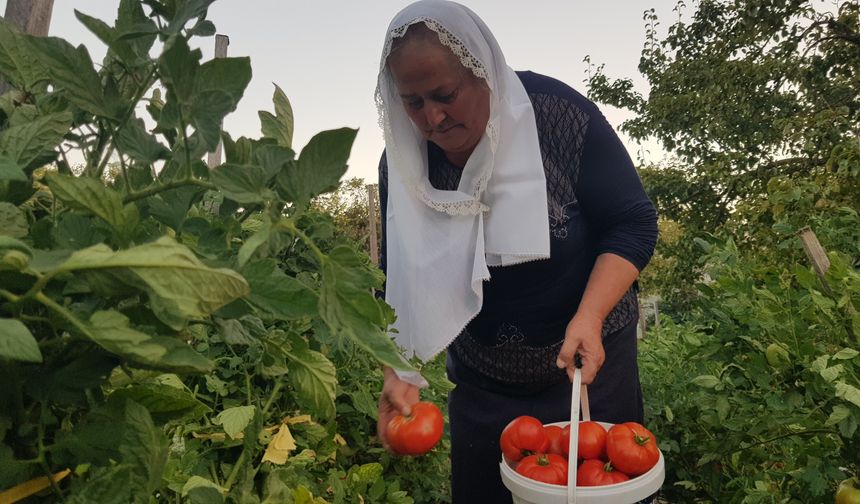 “Maniye domatesi ince kabuklu ve hoş kokuludur” diyen Özkan, “Bir de lezzet bakımından diğer domateslerden daha lezzetli. Yemesi güzel” ifadelerini kullandı.