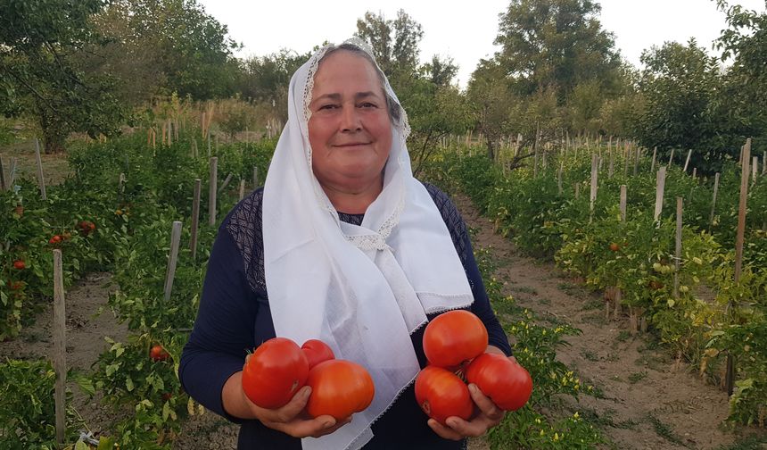 Diğer domateslere göre çok fazla tercih edilen maniye geçen yıl Safranbolu Kaymakamlığı öncülüğünde İl/İlçe Tarım Müdürlüğü Teknik personellerinin çalışmalarıyla yapılan başvurunun kabul edilmesinin ardından coğrafi işaretle tescillenmişti.