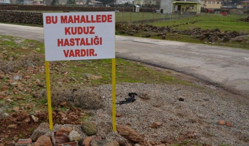 ZBEÜ Tıp Fakültesi Enfeksiyon Hastalıkları ve Klinik Mikrobiyoloji Anabilim Dalı Öğretim Üyesi Prof. Dr. Hande Aydemir, viral bir enfeksiyon hastalığı olan kuduzun hayvanlardan insanlara bulaşan bir hastalık olduğuna dikkat çekti. Türkiye'de en fazla köpek, kedi gibi evcil hayvanların yanı sıra yarasa, gelincik, kurt, tilki gibi yabani hayvanlardan da bulaşabileceğinin altını çizen Aydemir, kuduz temaslı yaralanmalarda ilk anda yapılması gerekenin önemine vurgu yaptı.