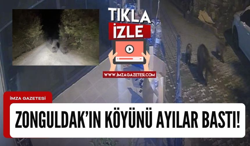 Ayıların bastığı Zonguldak köyünde panik havası!