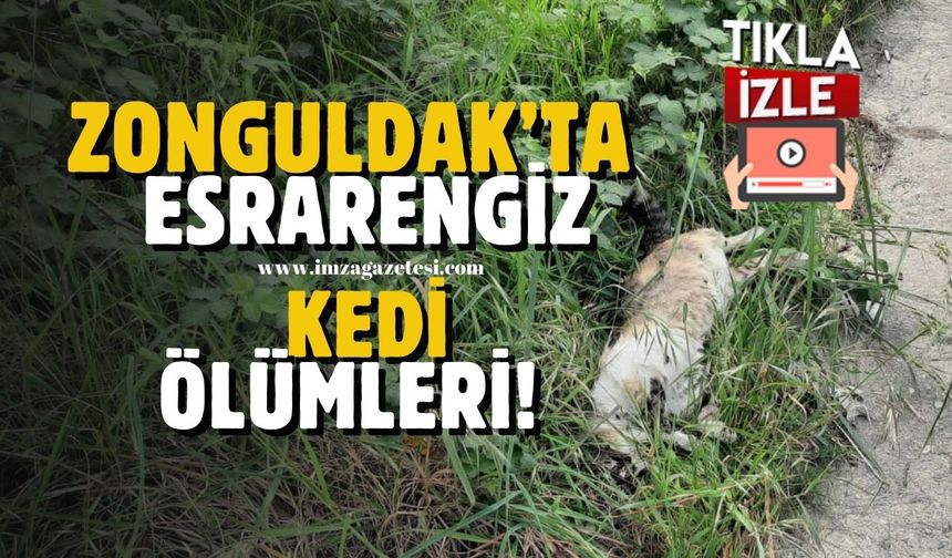 Zonguldak’ın ilçesinde dikkat çeken kedi ölümleri!