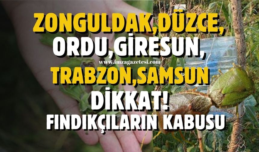 Zonguldak, Giresun, Gümüşhane, Ordu, Samsun, Trabzon, Düzce, Bartınlı fındık üreticisinin kabusu “kokarca böceği”!