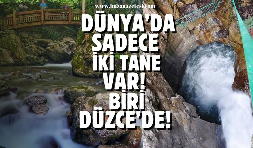 Dünya'da sadece iki tane var! Biri Düzce’de!