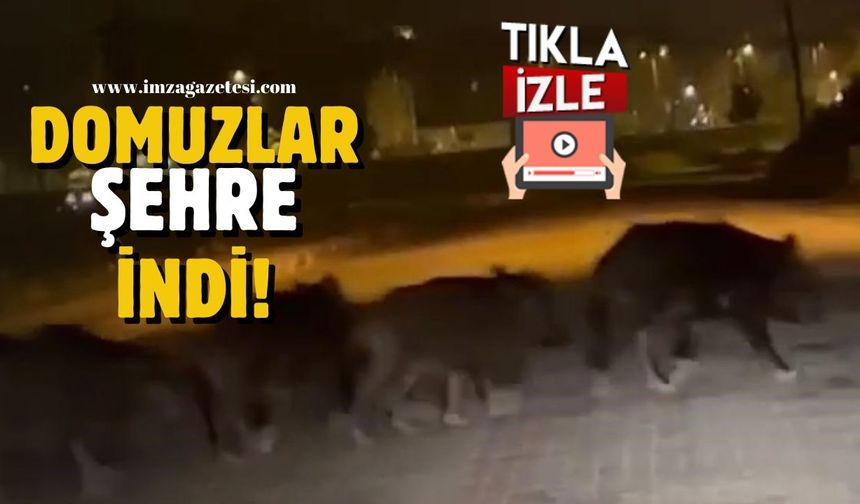 Zonguldak'ta açlıkla mücadele! Domuzlar şehre indi