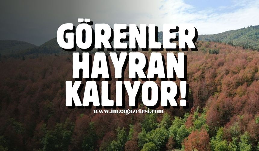 Haziran ayında sonbahar manzaraları... Görenleri hayran bıraktı....