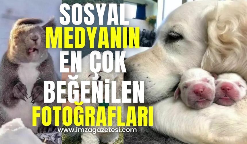 Sosyal Medyada En Çok Beğenilen ve Paylaşılan Fotoğraflar…