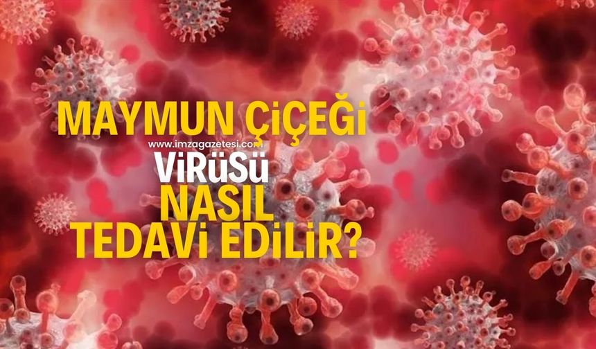 Maymun Çiçeği virüsü nasıl tedavi edilir? Belirtileri neler? Evcil hayvanlar risk altında mı?