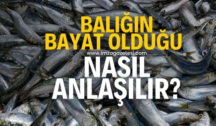 Balığın bayat olup olmadığı nasıl anlaşılır?