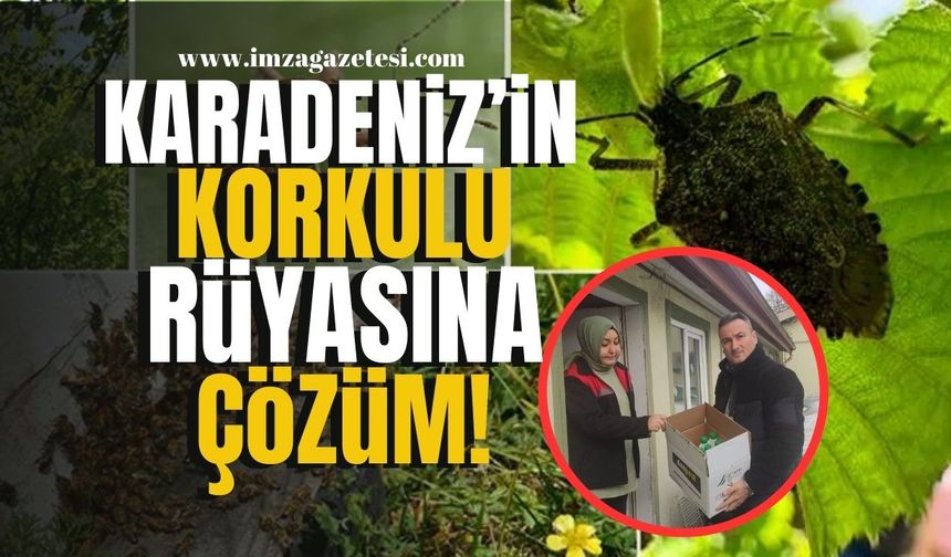 Bartın, Düzce, Giresun, Kocaeli, Ordu, Sakarya, Samsun, Trabzon, Zonguldak'ın korkulu rüyası "kokarca böceği"!