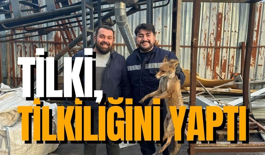 Zonguldak'ta bir garip olay! Tilki; tilkiliğini yaptı!