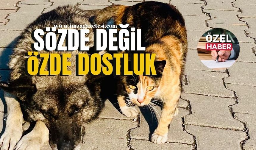 Zonguldak'ta sözde değil özde dostluk! | Zonguldak Haber