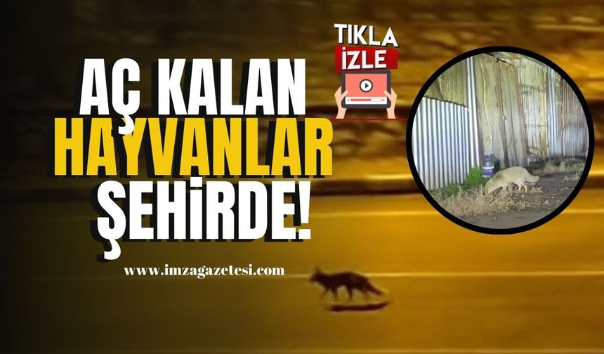 Yiyecek Arayan Tilki ve Çakallar Şehirde Görüldü... | Karabük Haber