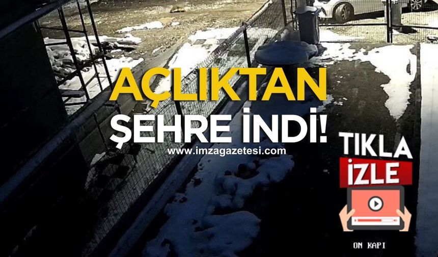 Açlık Şehre İndirdi! Bolu'da Tilki Alarmı!