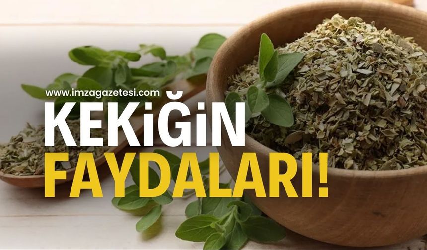 Kekik Faydaları Nelerdir? İşte Kekiğin Sağlığa Olan Mucizevi Etkileri