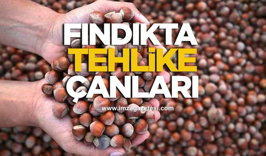 Fındıkta Tehlike Çanları!