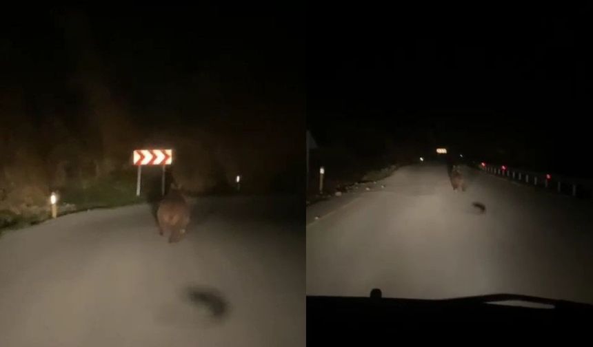 Yaban domuzu ve ayı görüntülendi...