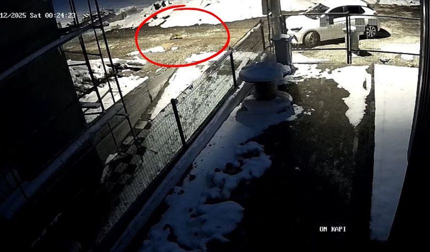Aç kalan tilki Bolu sokaklarına indi...