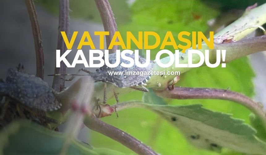 Vatandaşın kabusu oldu! Geri döndü!
