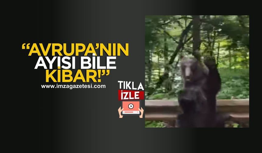 Ayıdan insanlık dersi! Kendisine yol verene bakın ne yaptı?