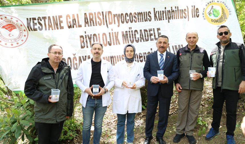 ZONGULDAK ORMANLARINDA HAYATİ MÜCADELE: KESTANEYİ KURTARACAK BÖCEK DOĞAYA SALINDI