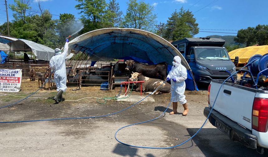 Belediye Kurban Pazarını Denetledi, Kurban Yakalama Timi Kurdu!