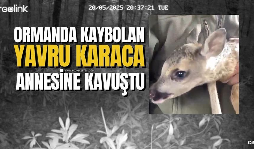Yavru Karacanın Yürek Isıtan Kavuşması: Fotokapanlar Anı Ölümsüzleştirdi!