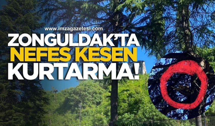 Zonguldak’ta Nefes Kesen Kurtarma! Minik Kedi Ağaçtan Böyle Alındı