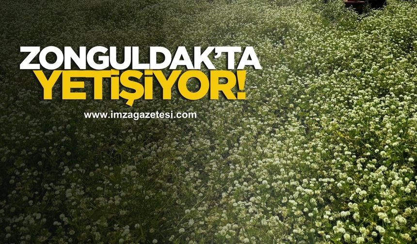 Zonguldak’ta yem bitkilerinin gülü yetiştiriliyor!