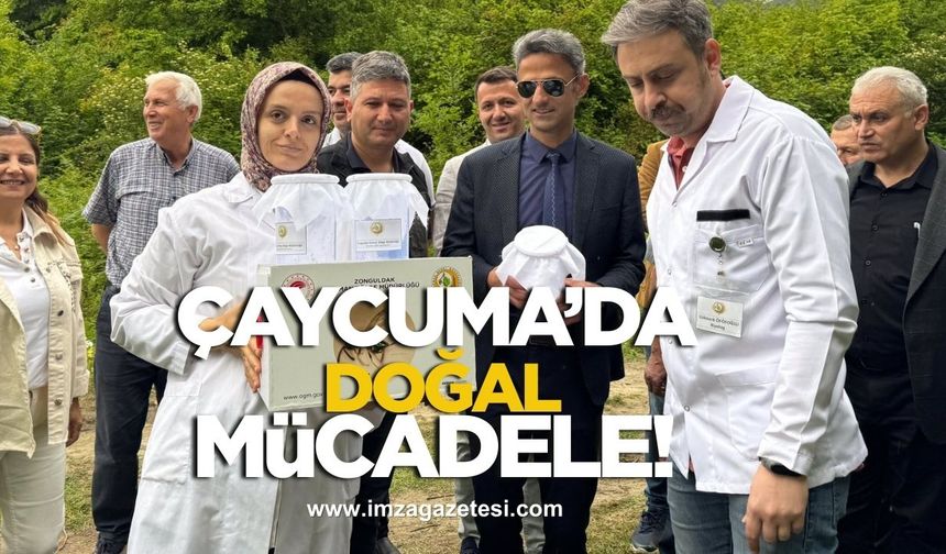 Çaycuma’da zararlı gal arısına karşı mücadele başlatıldı!