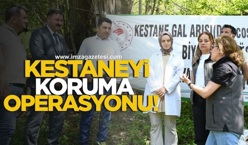 Kestane balının diyarında kestaneyi koruma operasyonu!