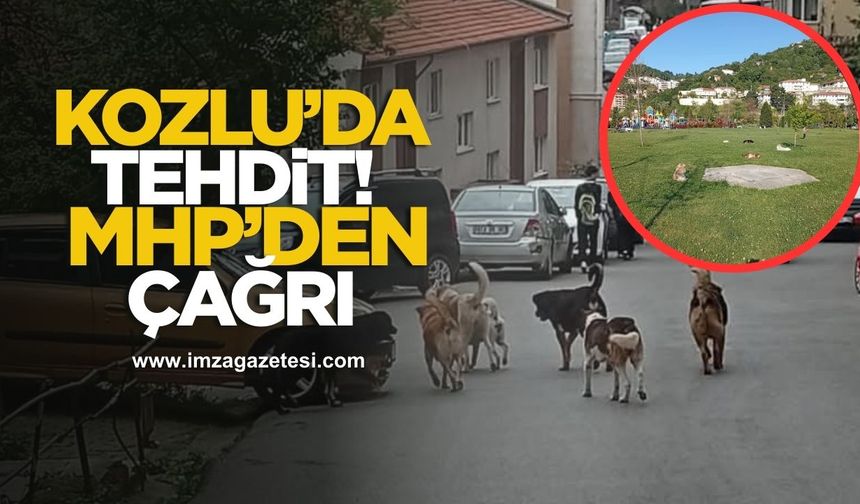 Kozlu’da Sokak Köpekleri Tehdidi! Vatandaş Endişeli, MHP’den Belediyeye Çağrı...