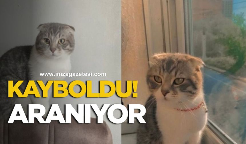 Zonguldak’ta 8 Aylık Kedi Kayboldu!