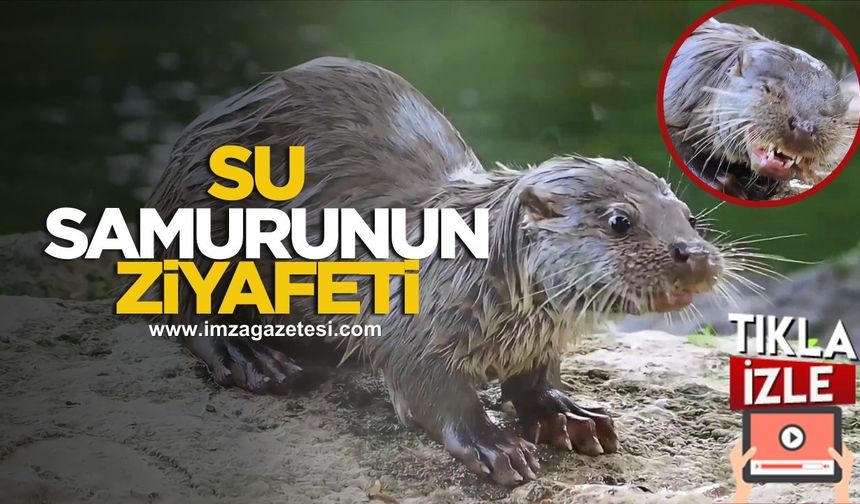 Su samurunun ziyafet keyfi kamerada...