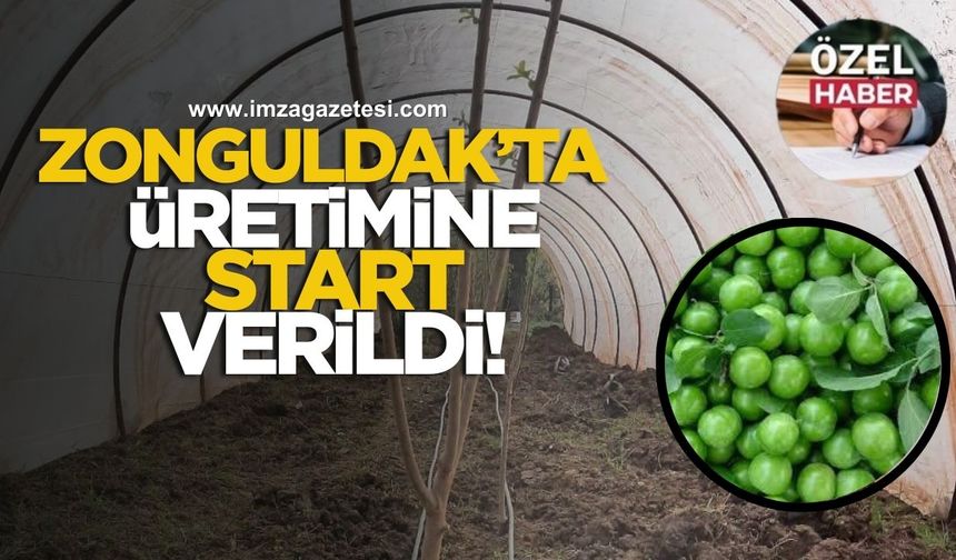 Zonguldak’ta “papaz eriği” üretimine start verildi!