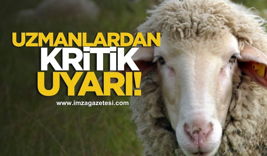 Kurbanlık Alırken Bu Detaylara Dikkat! Uzmanlardan Kritik Uyarılar...