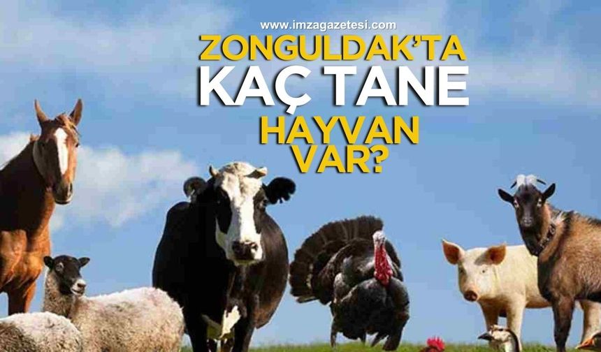 Zonguldak’ta kaç tane hayvan var?