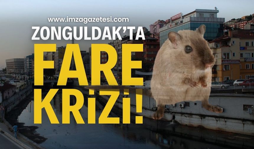 Zonguldak'ta Fare Krizi! | Zonguldak haber