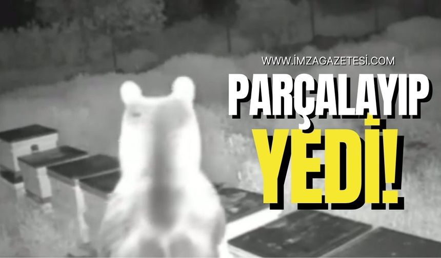 Komşuda ayılar parçalayıp yedi!