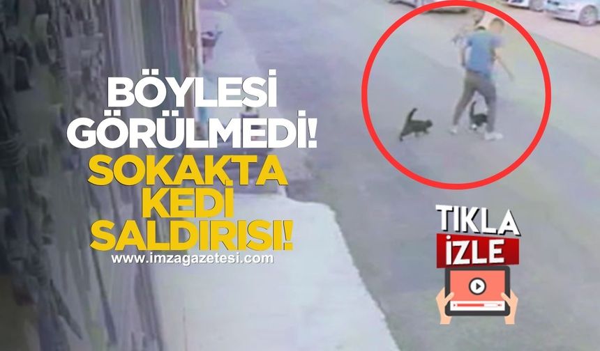 Köpek Gezdirirken “Kedi Baskınına” Uğradı! Saldırı Kamerada!